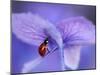 Ladybird on Purple Hydrangea-Ellen Van-Mounted Photographic Print