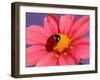 Ladybird-Ratier-Framed Art Print