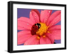 Ladybird-Ratier-Framed Art Print