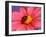 Ladybird-Ratier-Framed Art Print