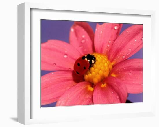 Ladybird-Ratier-Framed Art Print