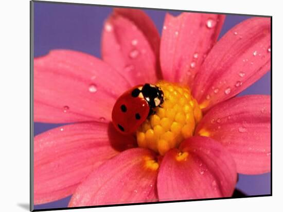 Ladybird-Ratier-Mounted Art Print