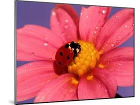 Ladybird-Ratier-Mounted Art Print