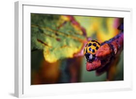 Ladybird-Pixie Pics-Framed Photographic Print