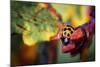 Ladybird-Pixie Pics-Mounted Photographic Print