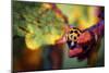 Ladybird-Pixie Pics-Mounted Photographic Print