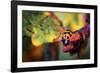 Ladybird-Pixie Pics-Framed Photographic Print