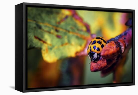 Ladybird-Pixie Pics-Framed Stretched Canvas