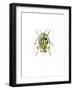 Ladybird-Alexis Marcou-Framed Art Print