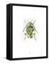 Ladybird-Alexis Marcou-Framed Stretched Canvas