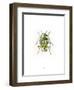 Ladybird-Alexis Marcou-Framed Art Print