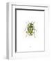 Ladybird-Alexis Marcou-Framed Art Print