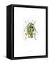 Ladybird-Alexis Marcou-Framed Stretched Canvas