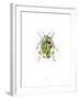 Ladybird-Alexis Marcou-Framed Art Print