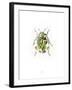 Ladybird-Alexis Marcou-Framed Art Print