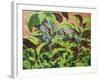 Ladybirds, 2013-Andrew Macara-Framed Giclee Print