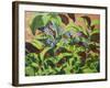 Ladybirds, 2013-Andrew Macara-Framed Giclee Print