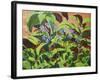 Ladybirds, 2013-Andrew Macara-Framed Giclee Print