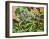 Ladybirds, 2013-Andrew Macara-Framed Giclee Print