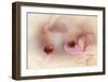 Ladybirds On Pink Hydrangea.-Ellen Van Deelen-Framed Giclee Print