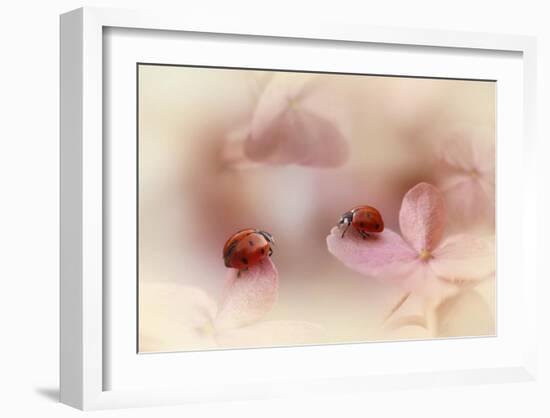 Ladybirds On Pink Hydrangea.-Ellen Van Deelen-Framed Giclee Print