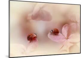 Ladybirds On Pink Hydrangea.-Ellen Van Deelen-Mounted Giclee Print