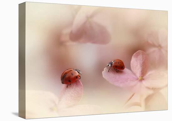 Ladybirds On Pink Hydrangea.-Ellen Van Deelen-Stretched Canvas