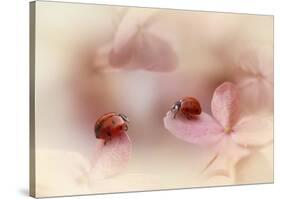 Ladybirds On Pink Hydrangea.-Ellen Van Deelen-Stretched Canvas