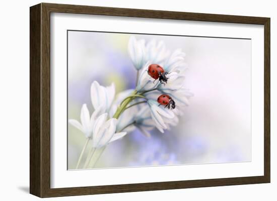 Ladybirds-Ellen Van Deelen-Framed Art Print