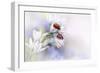 Ladybirds-Ellen Van Deelen-Framed Art Print