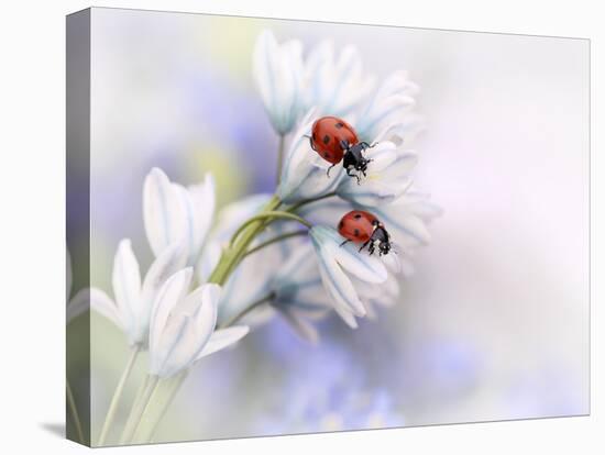 Ladybirds-Ellen Van Deelen-Stretched Canvas
