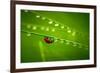 Ladybug And Waterdrops-silver-john-Framed Photographic Print