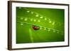 Ladybug And Waterdrops-silver-john-Framed Photographic Print