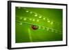 Ladybug And Waterdrops-silver-john-Framed Photographic Print