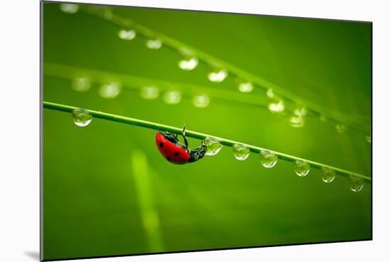 Ladybug And Waterdrops-silver-john-Mounted Photographic Print