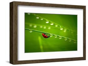 Ladybug And Waterdrops-silver-john-Framed Photographic Print