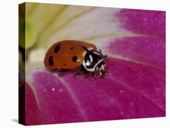 Ladybug Beetle-Adam Jones-Stretched Canvas