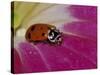 Ladybug Beetle-Adam Jones-Stretched Canvas