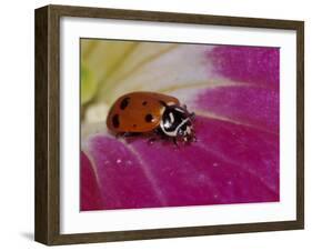 Ladybug Beetle-Adam Jones-Framed Premium Photographic Print