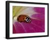 Ladybug Beetle-Adam Jones-Framed Premium Photographic Print