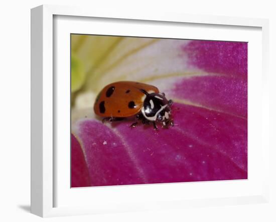 Ladybug Beetle-Adam Jones-Framed Premium Photographic Print