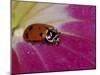 Ladybug Beetle-Adam Jones-Mounted Premium Photographic Print