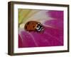 Ladybug Beetle-Adam Jones-Framed Photographic Print