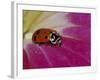 Ladybug Beetle-Adam Jones-Framed Photographic Print