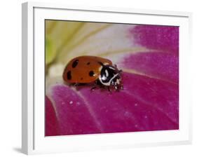 Ladybug Beetle-Adam Jones-Framed Photographic Print