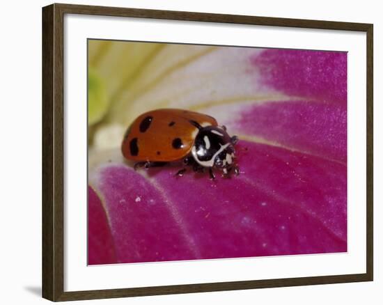 Ladybug Beetle-Adam Jones-Framed Photographic Print