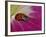 Ladybug Beetle-Adam Jones-Framed Photographic Print