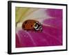 Ladybug Beetle-Adam Jones-Framed Photographic Print