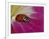 Ladybug Beetle-Adam Jones-Framed Photographic Print