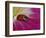 Ladybug Beetle-Adam Jones-Framed Photographic Print